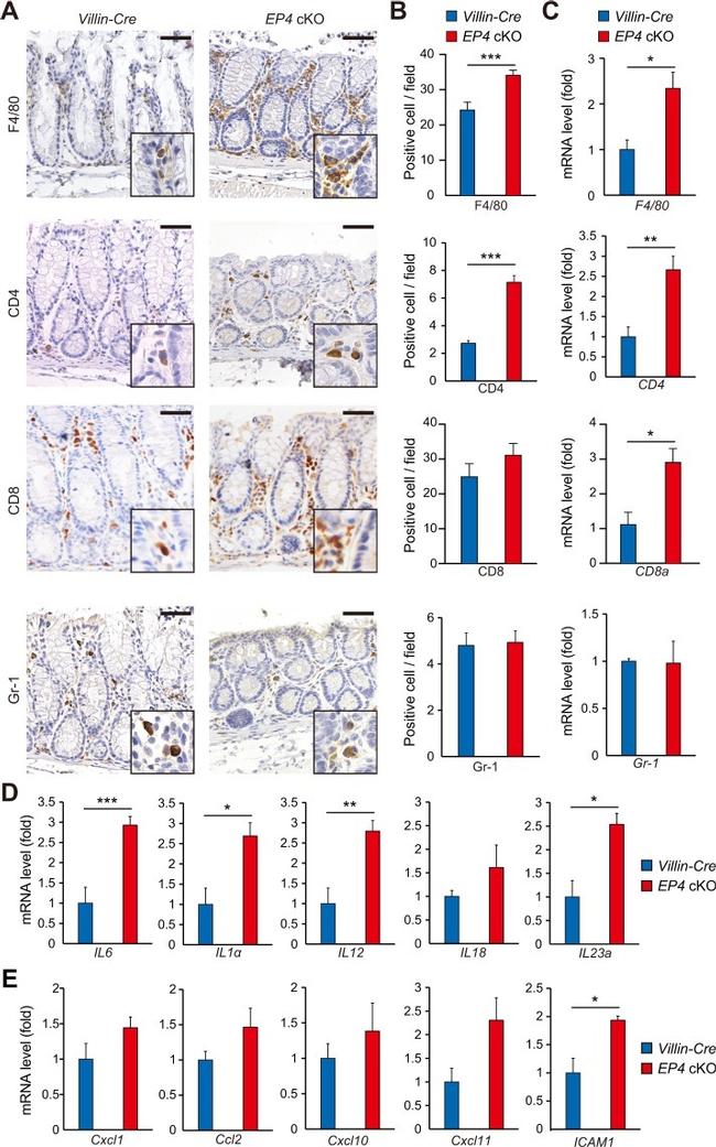 CD4 Antibody in Immunohistochemistry (IHC)