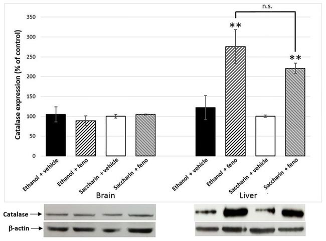 beta Actin Antibody in Western Blot (WB)