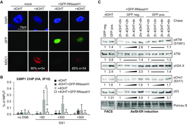 p53 Antibody in Western Blot (WB)