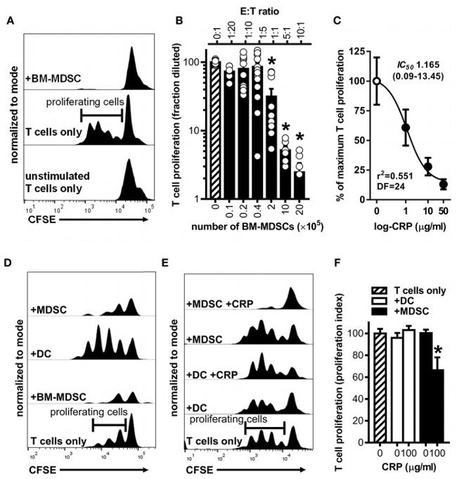 CD28 Antibody in T-Cell Activation (TCA)