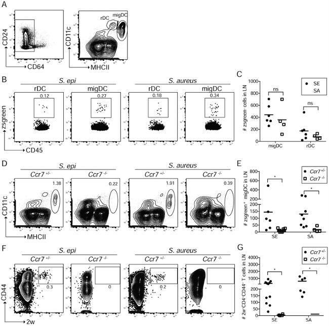 CD44 Antibody in Flow Cytometry (Flow)