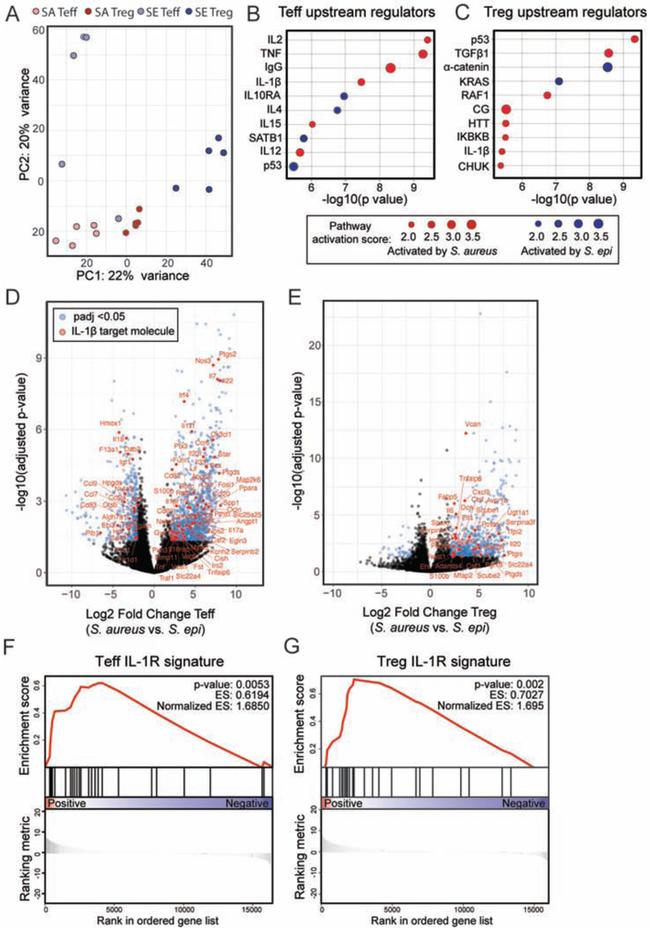 CD4 Antibody in Flow Cytometry (Flow)