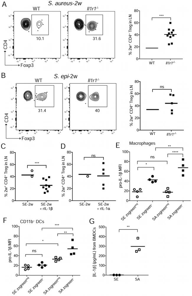 CD44 Antibody in Flow Cytometry (Flow)