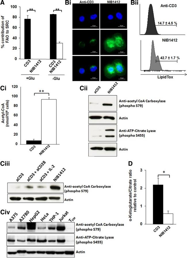 CD3 Antibody in T-Cell Activation (TCA)