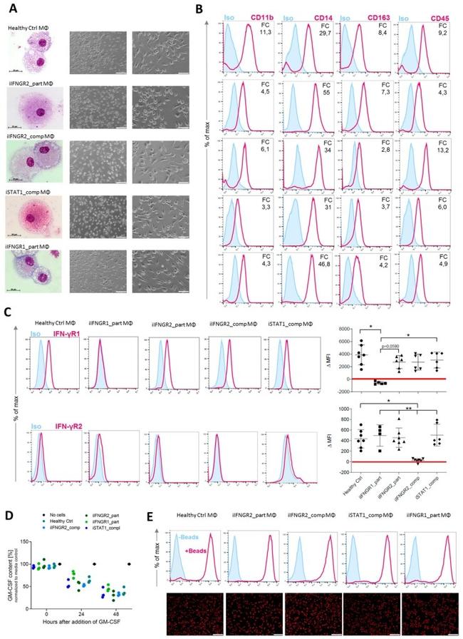 CD163 Antibody in Flow Cytometry (Flow)