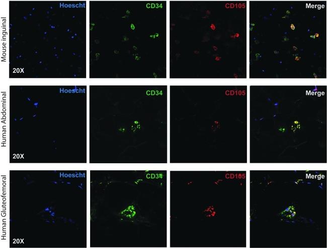 CD34 Antibody in Immunocytochemistry (ICC/IF)