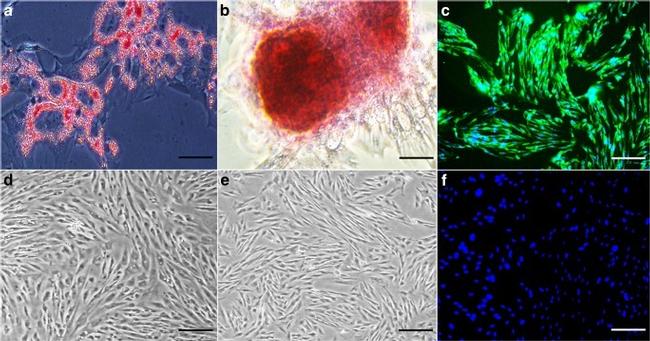 CD105 (Endoglin) Antibody in Flow Cytometry (Flow)