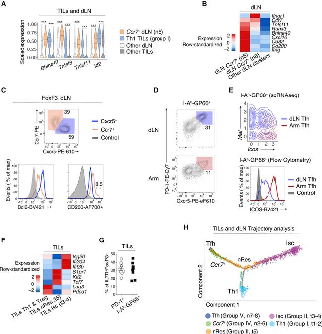 CD127 Antibody in Flow Cytometry (Flow)