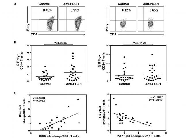 CD28 Antibody in Flow Cytometry (Flow)