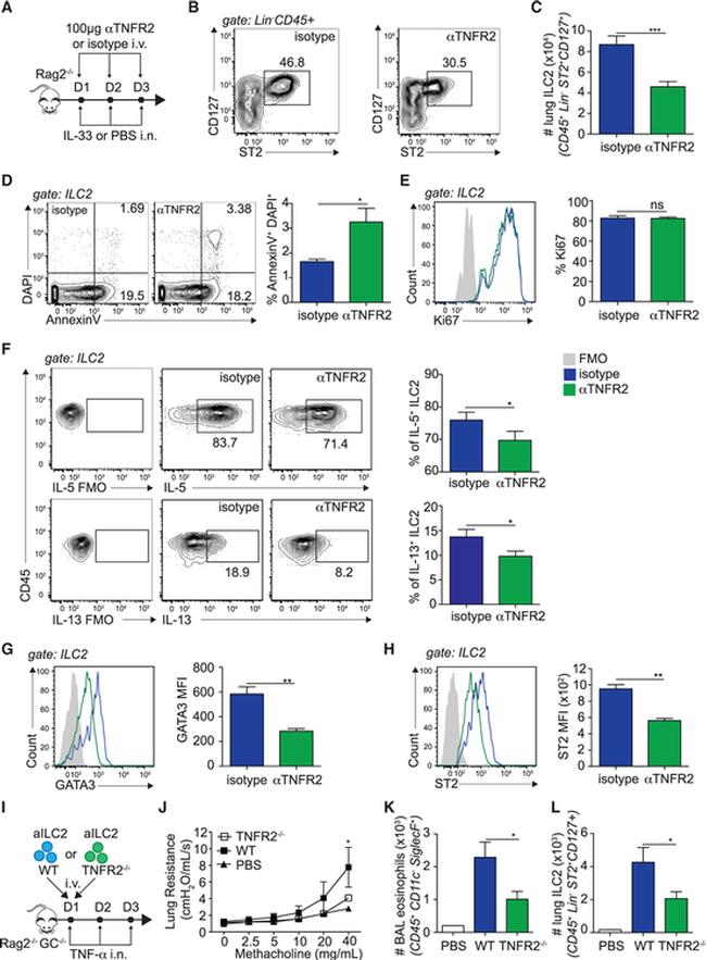 IL-13 Antibody in Flow Cytometry (Flow)