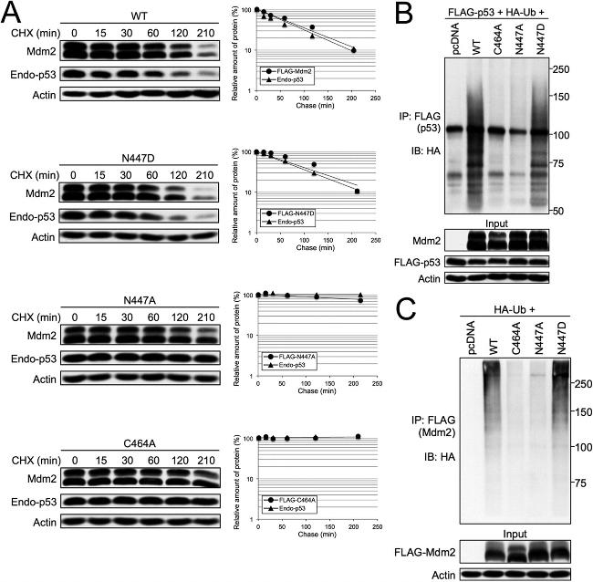 p53 Antibody in Western Blot (WB)