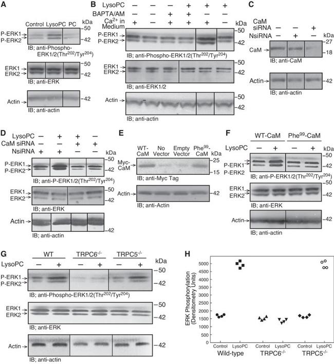 Actin Antibody in Western Blot (WB)