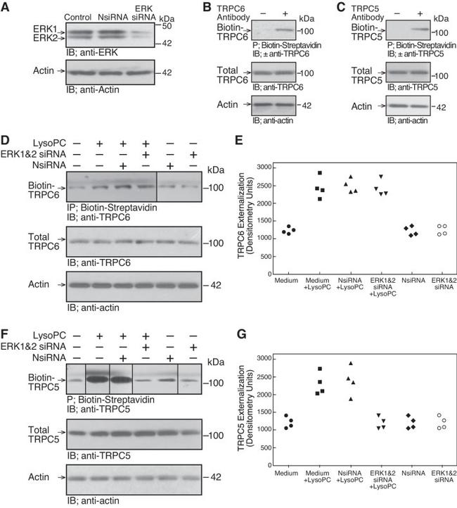 Actin Antibody in Western Blot (WB)