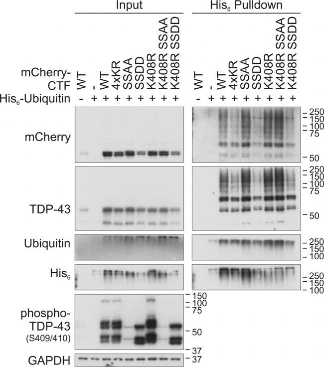 6x-His Tag Antibody in Western Blot (WB)