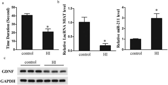 GDNF Antibody in Western Blot (WB)