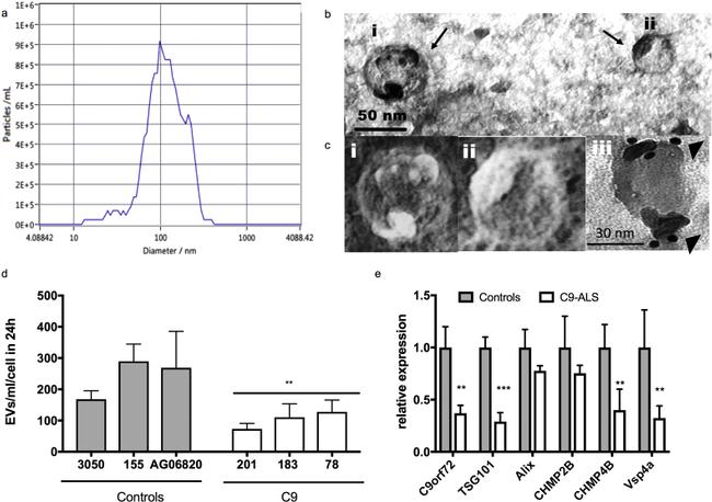 CD63 Antibody in Immunomicroscopy (IM)