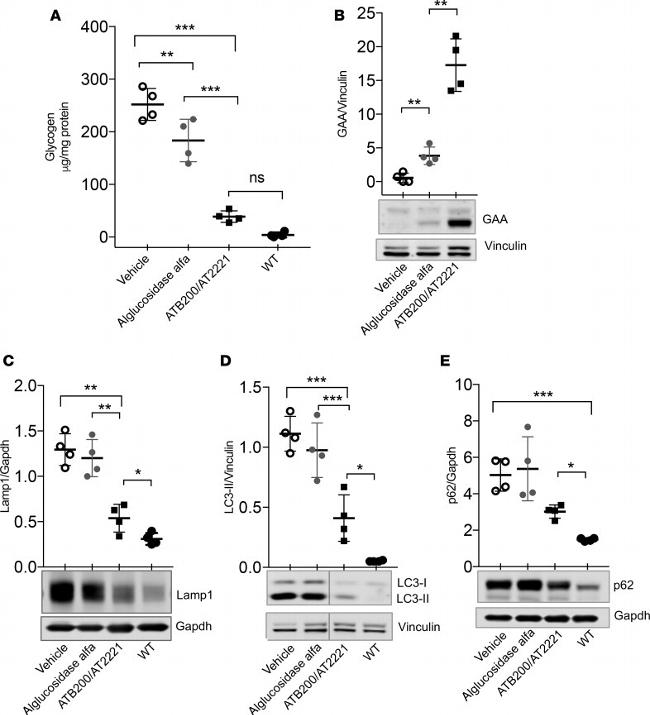 GAPDH Antibody in Western Blot (WB)