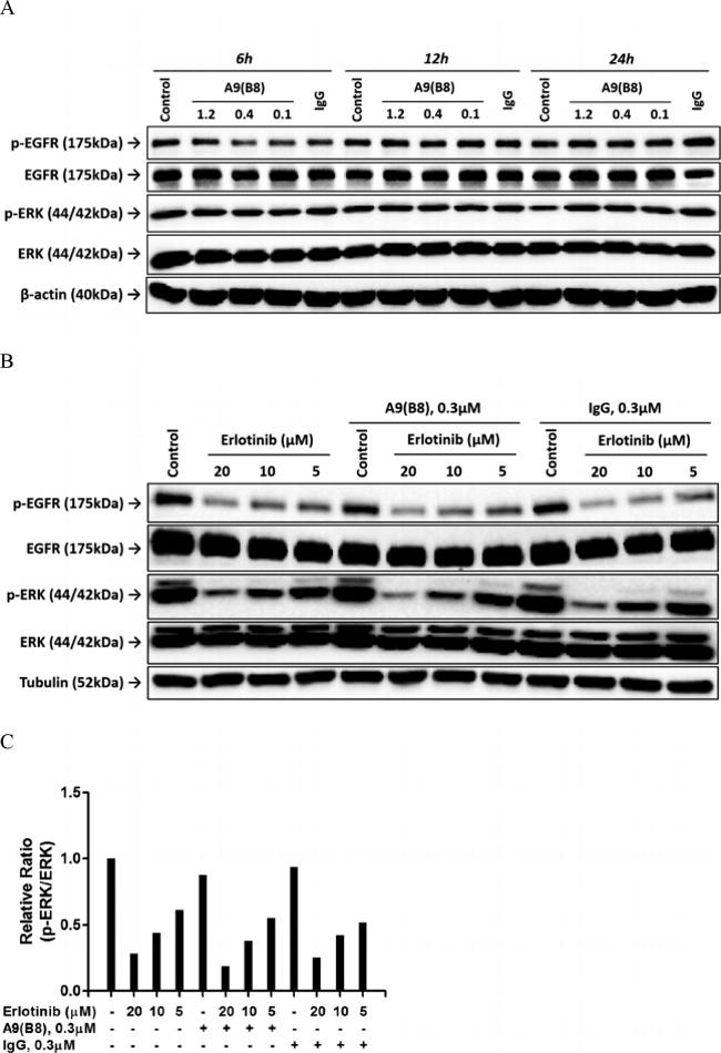 alpha Tubulin Antibody in Western Blot (WB)