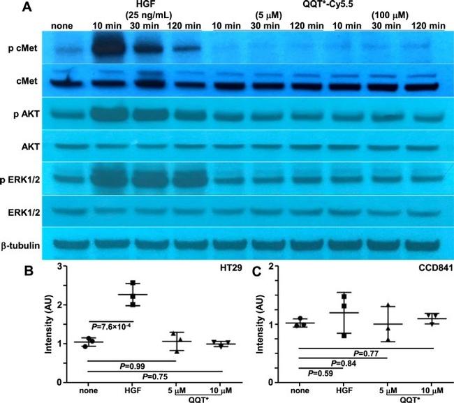 beta Tubulin Antibody in Western Blot (WB)