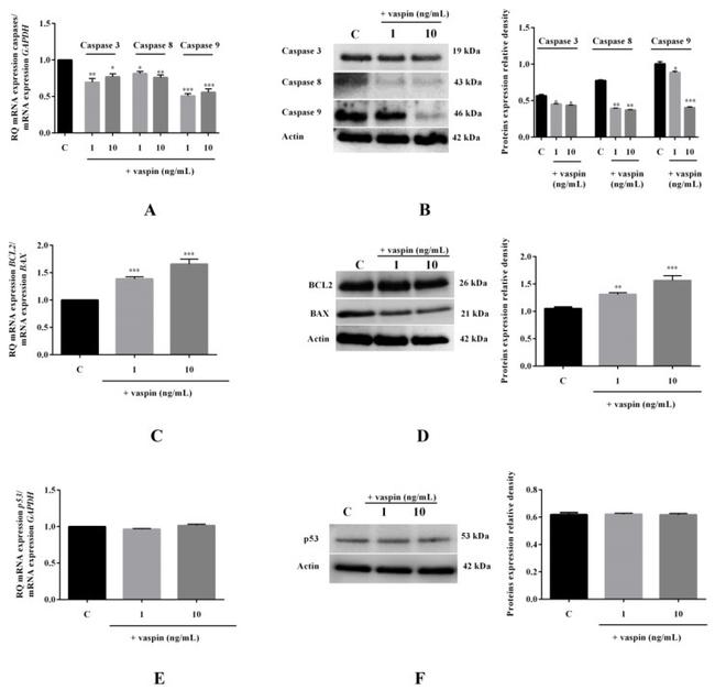 Caspase 9 Antibody in Western Blot (WB)