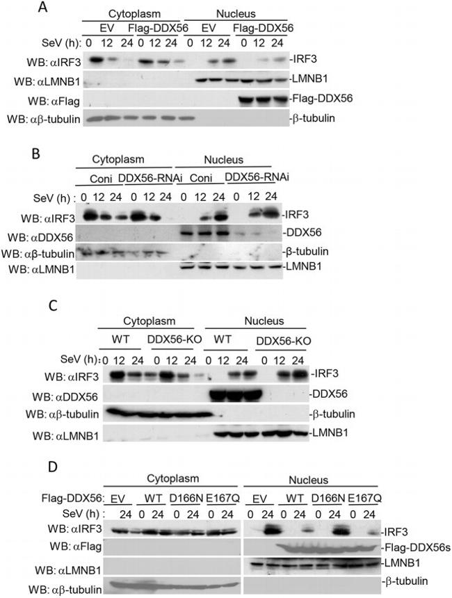 beta Tubulin Antibody in Western Blot (WB)