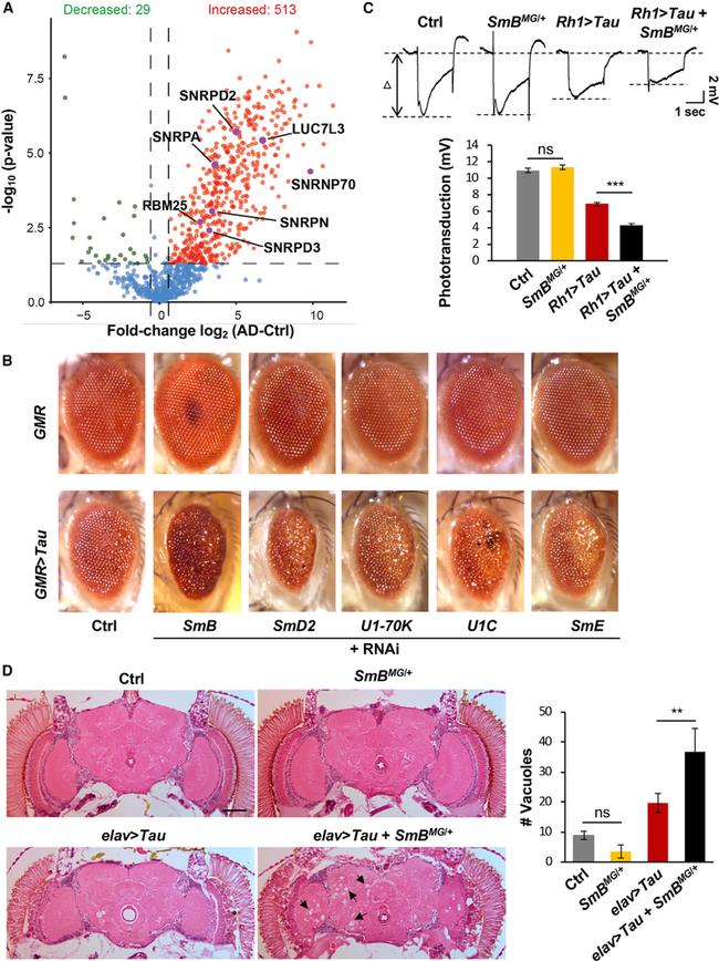 Tau Antibody in Immunoprecipitation (IP)