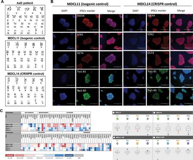 TRA-1-60 Antibody in Immunocytochemistry (ICC/IF)