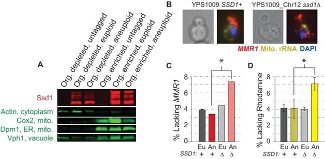 Actin Antibody in Western Blot (WB)