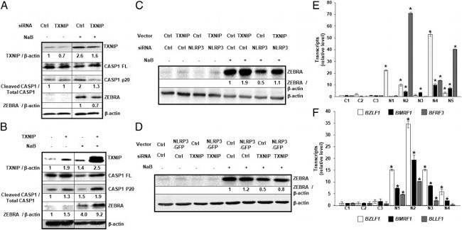 Caspase 1 Antibody in Western Blot (WB)