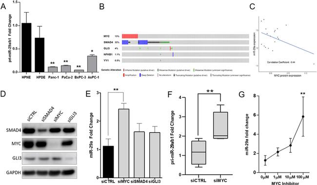 GAPDH Loading Control Antibody in Western Blot (WB)