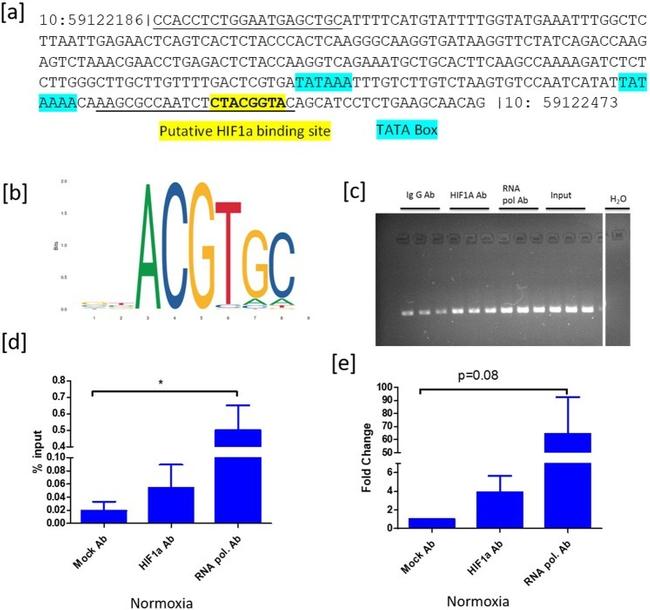 HIF1A Antibody in ChIP Assay (ChIP)