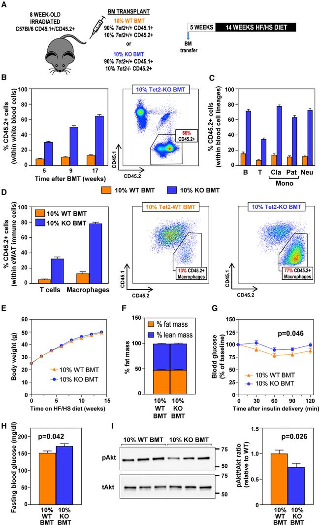 CD3e Antibody in Flow Cytometry (Flow)