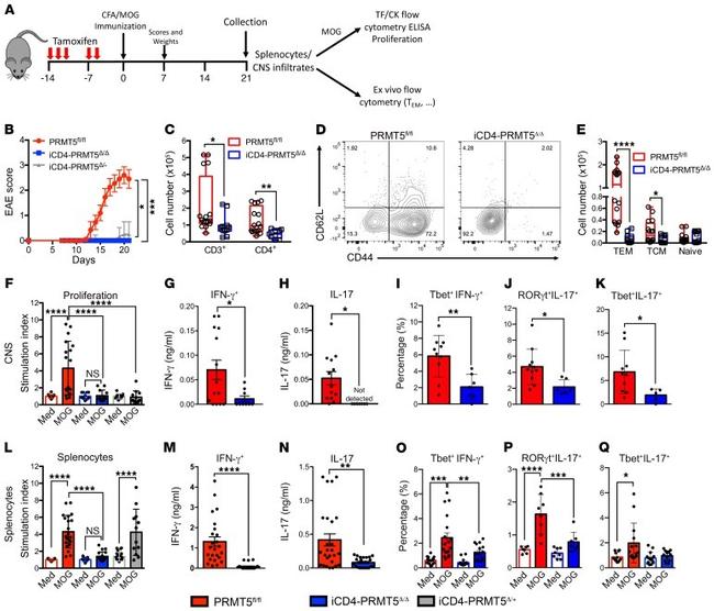 CD4 Antibody in Flow Cytometry (Flow)