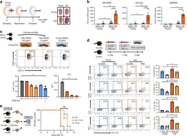 CD86 (B7-2) Antibody in Flow Cytometry (Flow)