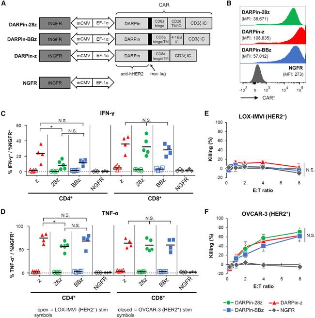 CD8a Antibody in Flow Cytometry (Flow)