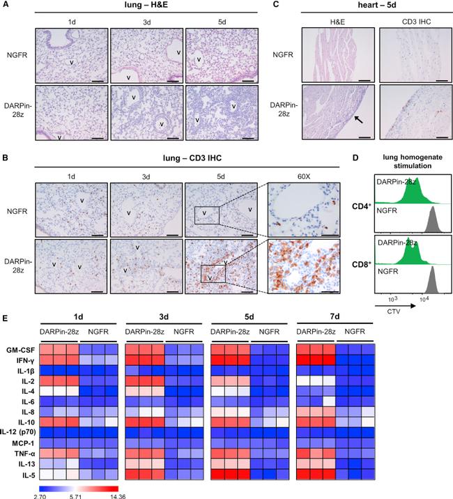 CD8a Antibody in Flow Cytometry (Flow)