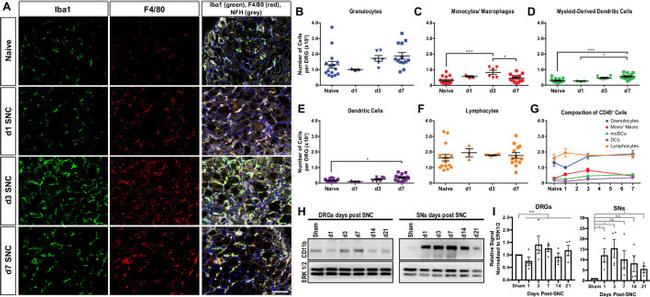 CD45 Antibody in Flow Cytometry (Flow)