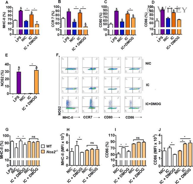 iNOS Antibody in Flow Cytometry (Flow)