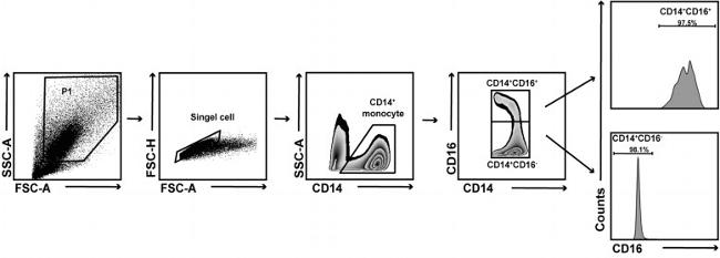 CD16 Antibody in Flow Cytometry (Flow)