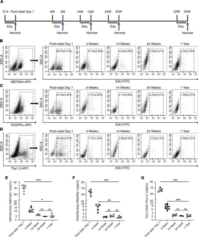 CD140a (PDGFRA) Antibody in Flow Cytometry (Flow)