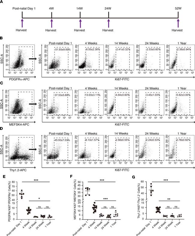 CD140a (PDGFRA) Antibody in Flow Cytometry (Flow)