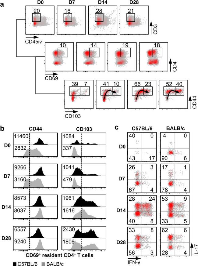 IFN gamma Antibody in Flow Cytometry (Flow)