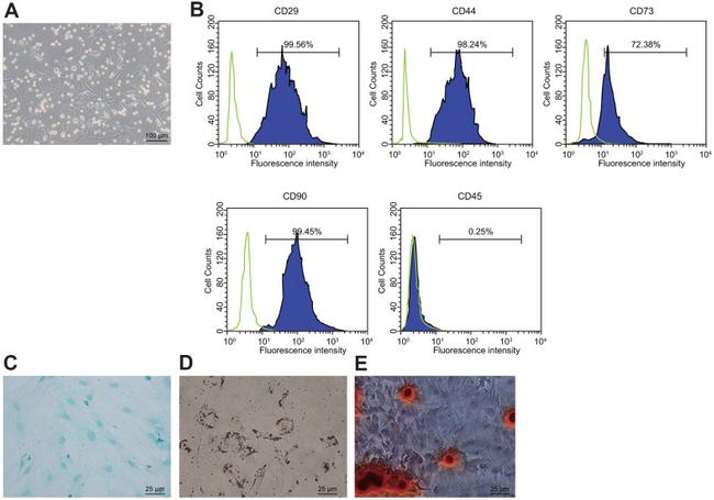 CD73 Antibody in Flow Cytometry (Flow)