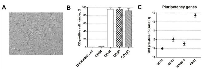 CD105 (Endoglin) Antibody in Flow Cytometry (Flow)