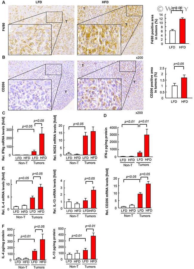 F4/80 Antibody in Immunohistochemistry (IHC)