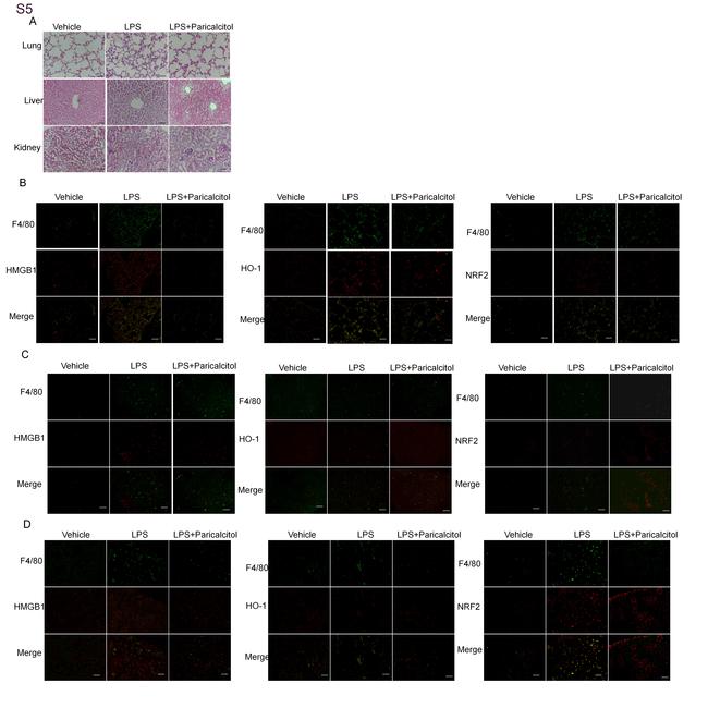 F4/80 Antibody in Immunocytochemistry (ICC/IF)