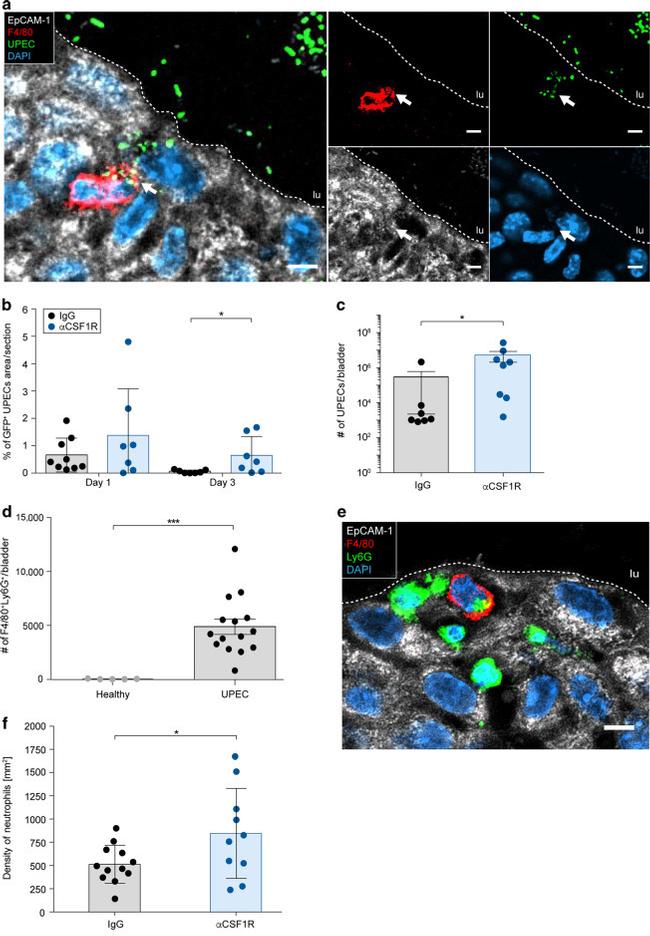 F4/80 Antibody in Immunohistochemistry (IHC)