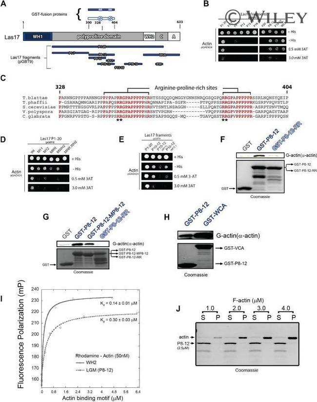 Actin Antibody in Western Blot (WB)