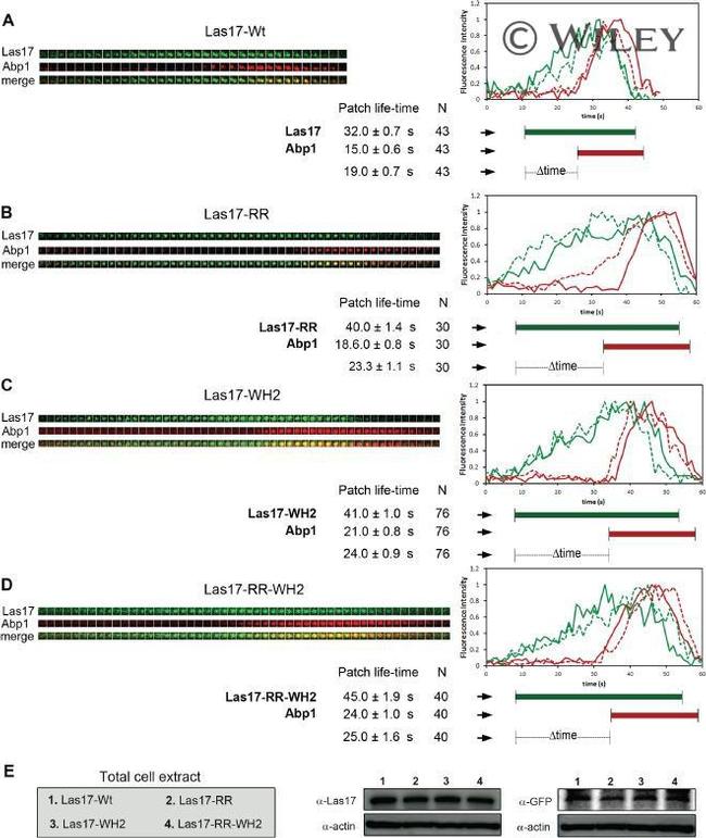 Actin Antibody in Western Blot (WB)