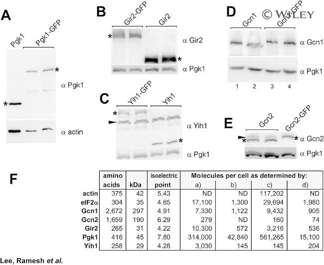 Actin Antibody in Western Blot (WB)